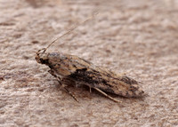 35.123 BF819 Scrobipalpa costella