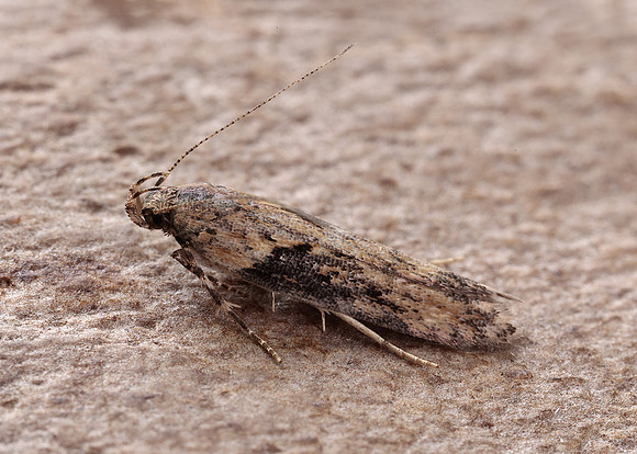 35.123 BF819 Scrobipalpa costella