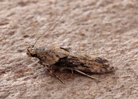 35.123 BF819 Scrobipalpa costella