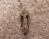 35.123 BF819 Scrobipalpa costella