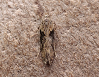 35.123 BF819 Scrobipalpa costella