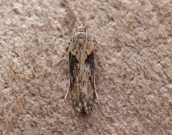 35.123 BF819 Scrobipalpa costella