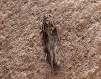35.123 BF819 Scrobipalpa costella