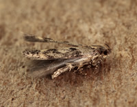 35.130 BF826 Caryocolum vicinella