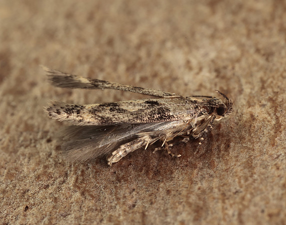 35.130 BF826 Caryocolum vicinella