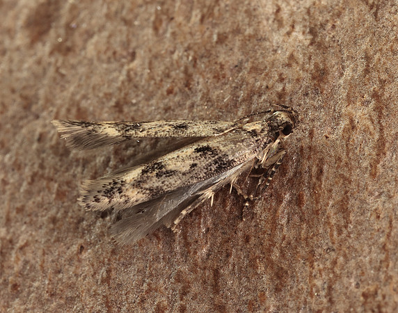 35.130 BF826 Caryocolum vicinella