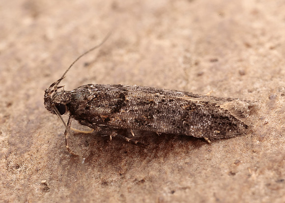35.146 BF776 Teleiopsis diffinis