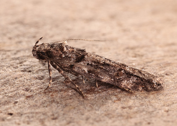35.146 BF776 Teleiopsis diffinis