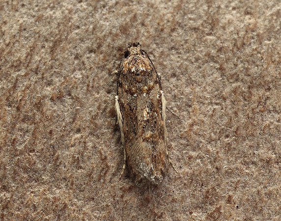 35.146 BF776 Teleiopsis diffinis