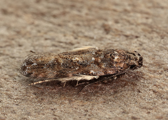 35.146 BF776 Teleiopsis diffinis