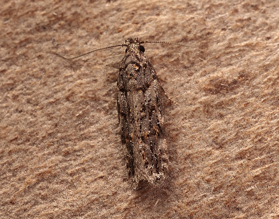 35.146 BF776 Teleiopsis diffinis
