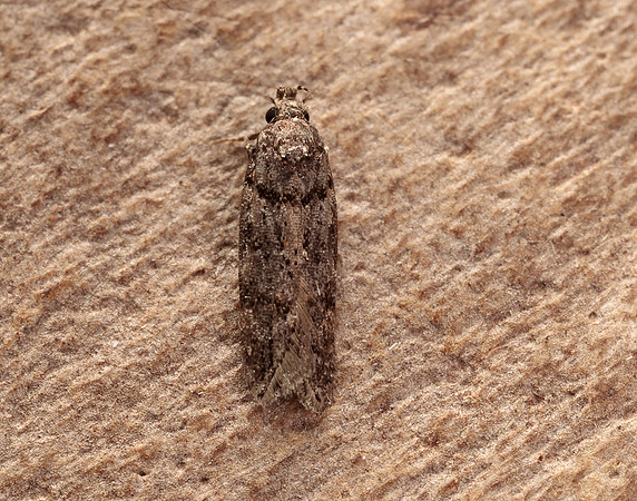 35.146 BF776 Teleiopsis diffinis
