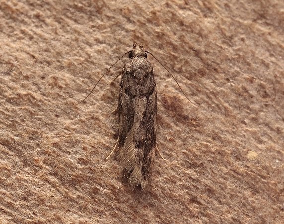 35.146 BF776 Teleiopsis diffinis