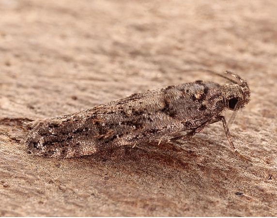 35.146 BF776 Teleiopsis diffinis