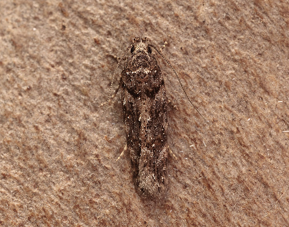 35.146 BF776 Teleiopsis diffinis