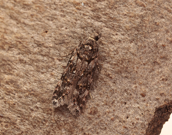 35.146 BF776 Teleiopsis diffinis