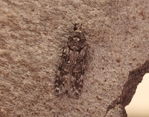 35.146 BF776 Teleiopsis diffinis