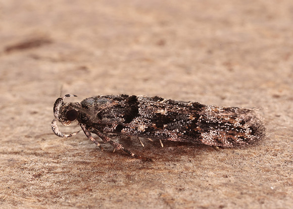 35.146 BF776 Teleiopsis diffinis