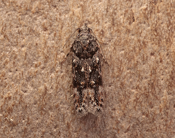 35.146 BF776 Teleiopsis diffinis