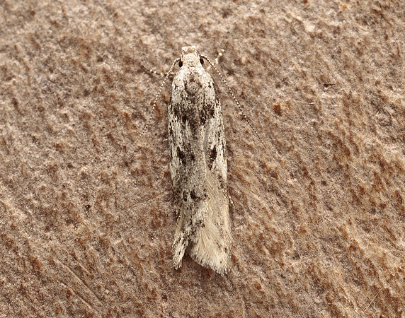 35.151 BF770 Carpatolechia proximella
