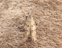 35.153 BF773 Pseudotelphusa paripunctella