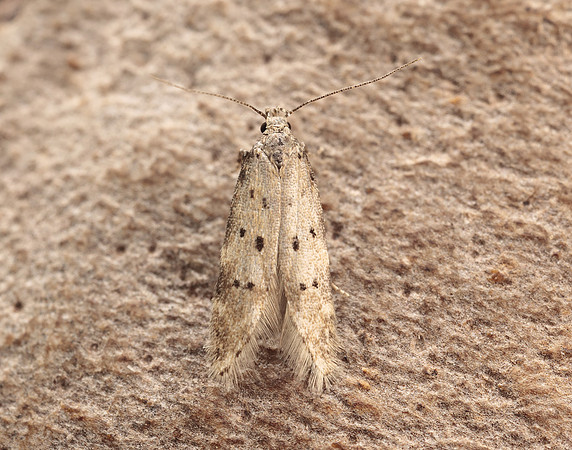 35.153 BF773 Pseudotelphusa paripunctella