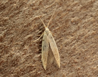 37.007 BF492 Coleophora flavipennella