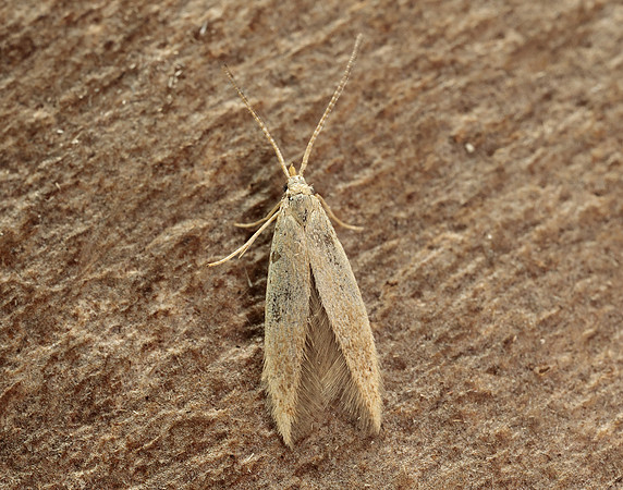 37.007 BF492 Coleophora flavipennella