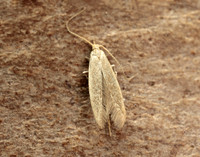 37.007 BF492 Coleophora flavipennella