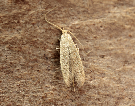 37.007 BF492 Coleophora flavipennella