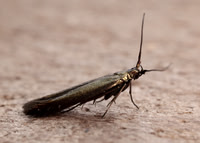 37.035 BF517 Clover Case-bearer Coleophora alcyonipennella