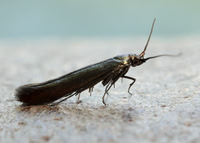 37.035 BF517 Clover Case-bearer Coleophora alcyonipennella