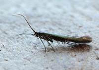 37.035 BF517 Clover Case-bearer Coleophora alcyonipennella
