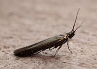 37.035 BF517 Clover Case-bearer Coleophora alcyonipennella
