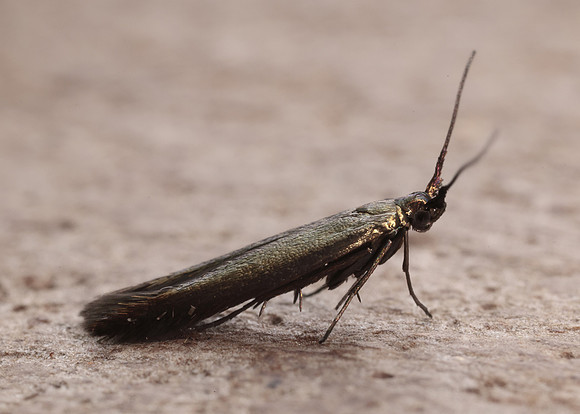37.035 BF517 Clover Case-bearer Coleophora alcyonipennella