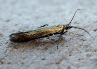 37.035 BF517 Clover Case-bearer Coleophora alcyonipennella