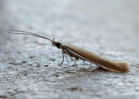 37.044 BF547 Coleophora discordella