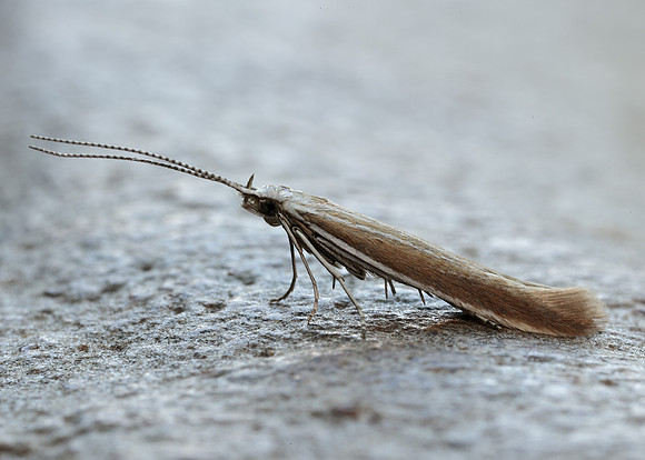 37.044 BF547 Coleophora discordella