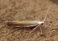 37.044 BF547 Coleophora discordella