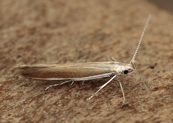 37.044 BF547 Coleophora discordella
