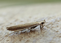 37.044 BF547 Coleophora discordella