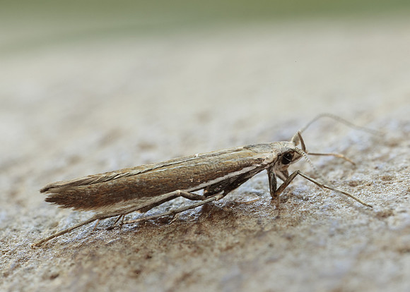 37.044 BF547 Coleophora discordella
