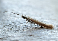 37.044 BF547 Coleophora discordella