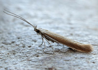 37.044 BF547 Coleophora discordella