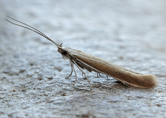 37.044 BF547 Coleophora discordella
