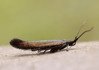 37.046 BF519 Coleophora deauratella