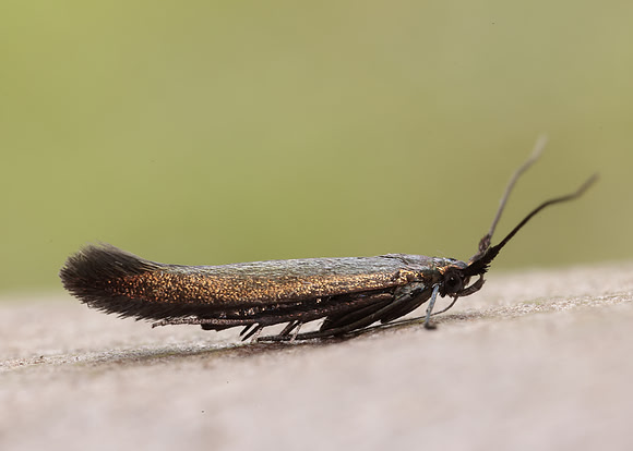 37.046 BF519 Coleophora deauratella