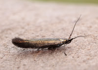 37.046 BF519 Coleophora deauratella