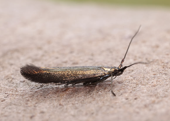 37.046 BF519 Coleophora deauratella