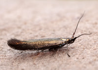 37.046 BF519 Coleophora deauratella